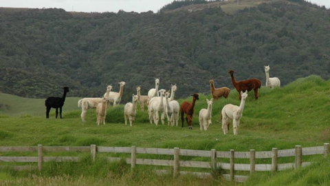 Alpaca Farmstay - Accommodation New Zealand 3