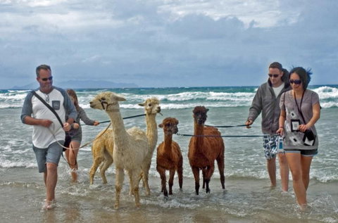 Alpaca Farmstay - Accommodation New Zealand 6