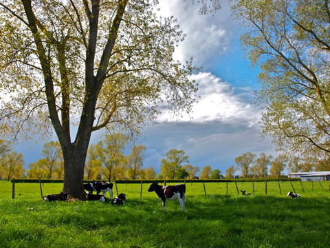 Rural Tours Ltd - Accommodation New Zealand 0