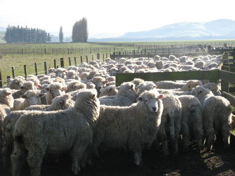 Ludlow Farmstay And B&B  - Accommodation New Zealand 7