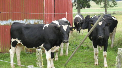 Ludlow Farmstay And B&B  - Accommodation New Zealand 8