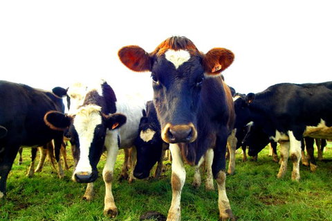 The Clubhouse Farmstay - Accommodation New Zealand 3