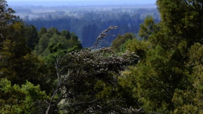 The Lookout Peel Forest