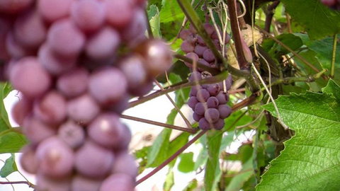 Ferry Man's Cottage - Accommodation New Zealand 7