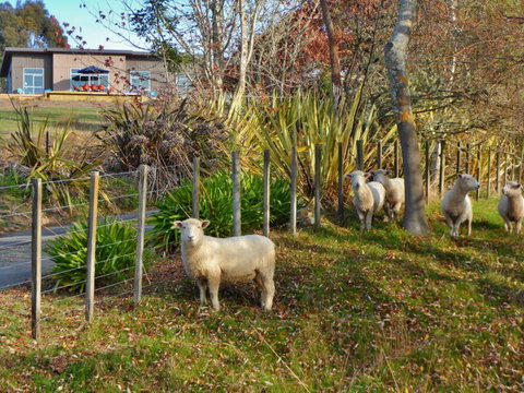 The Gates Accommodation - Accommodation New Zealand 5