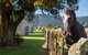 Fox Glacier TOP 10 Holiday Park & Motels - thumb 12