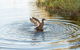 Russell - Orongo Bay Holiday Park - thumb 14