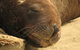 Catlins Newhaven Holiday Park - thumb 27