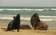 Catlins Newhaven Holiday Park - thumb 28