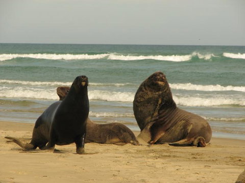 Catlins Newhaven Holiday Park - Accommodation New Zealand 28