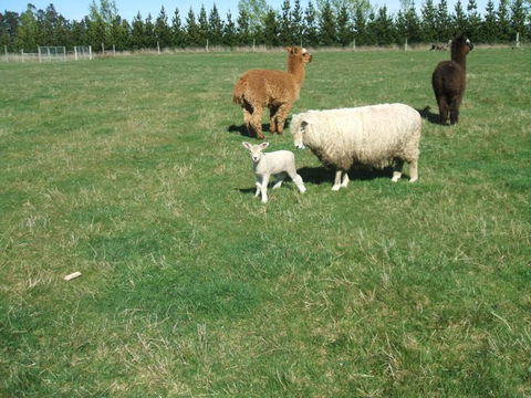 Mossburn Country Park - Accommodation New Zealand 5