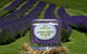 Apiti Lavender Farm - thumb 0