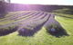 Apiti Lavender Farm - thumb 3