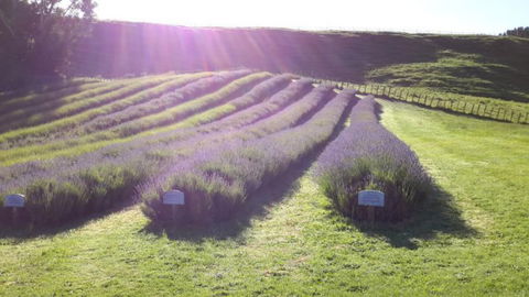 Apiti Lavender Farm - Accommodation New Zealand 3