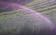 Apiti Lavender Farm - thumb 5