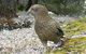 Arthur's Pass Alpine Motel - thumb 6
