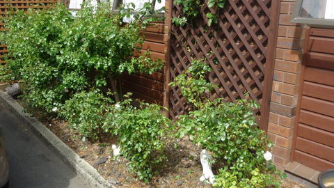 Carisbrook Motel  - Accommodation New Zealand 6