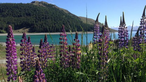 Lakefront Lodge Backpackers - Accommodation New Zealand 21
