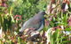 KIWI-RACCO B&B - thumb 8