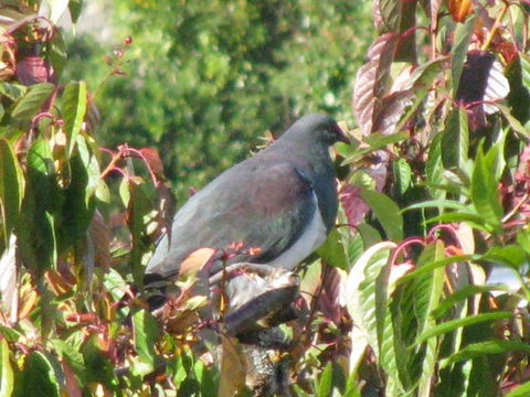 KIWI-RACCO B&B - Accommodation New Zealand 8