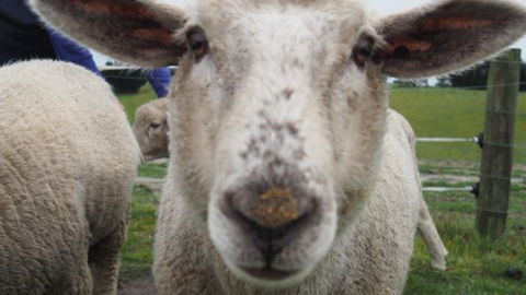 Gumtree Farmstay - Accommodation New Zealand 3