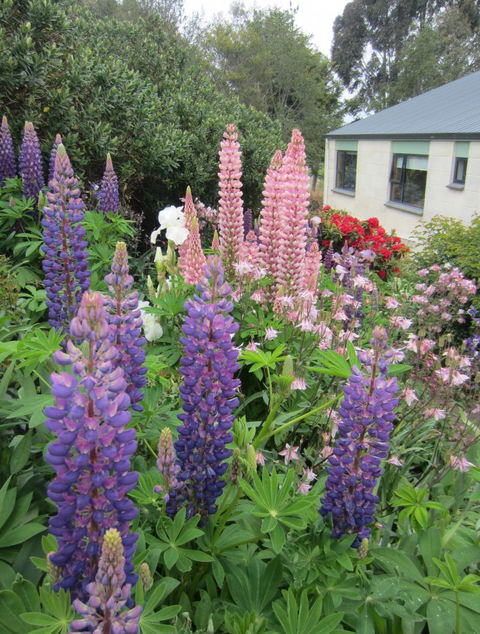 Gumtree Farmstay - Accommodation New Zealand 9