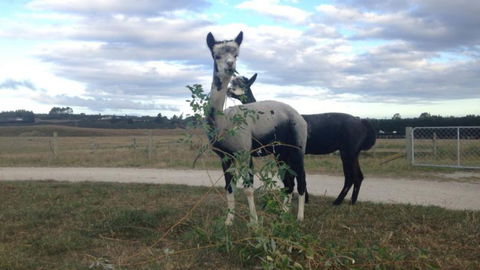 Gumtree Farmstay - Accommodation New Zealand 10
