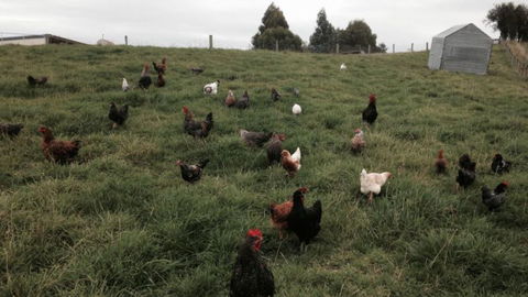 Gumtree Farmstay - Accommodation New Zealand 12