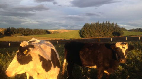 Gumtree Farmstay - Accommodation New Zealand 18