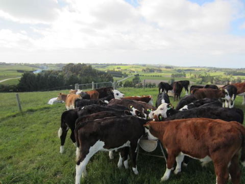 Gumtree Farmstay - Accommodation New Zealand 21