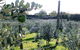 Southern Belle Orchard Bed And Breakfast - thumb 1