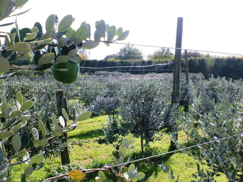 Southern Belle Orchard Bed And Breakfast - Accommodation New Zealand 1