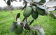 Southern Belle Orchard Bed And Breakfast - thumb 2