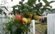 Designer Cottage B&B - thumb 19