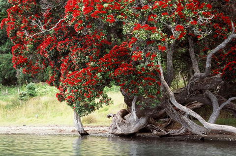Mahurangi West Wing - Accommodation New Zealand 4