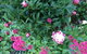 Garden B And B - thumb 3