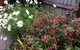 Garden B And B - thumb 5