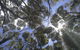 Sleeping In A Tree Tent - thumb 4