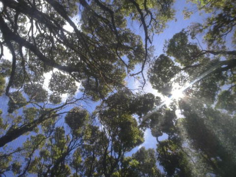 Sleeping In A Tree Tent - Accommodation New Zealand 4