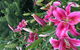 Mangawhare Historic Homestead Bed & Breakfast - thumb 5