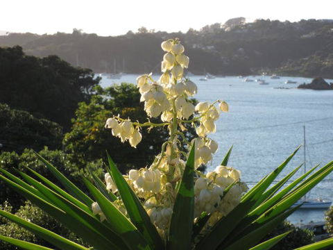 Studio 33 - Accommodation New Zealand 0