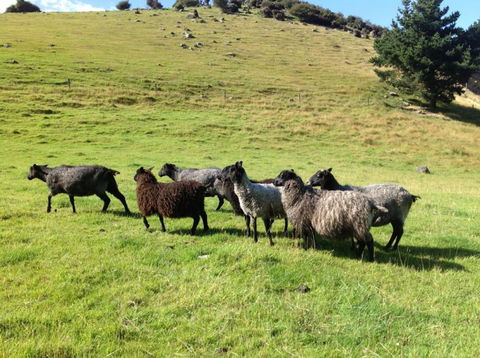 Tayler Point Homestay - Accommodation New Zealand 9