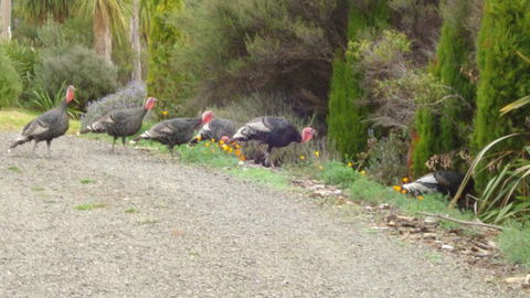 Petite Provence - Accommodation New Zealand 11