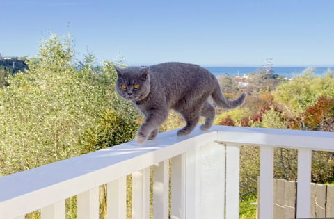 Magnolia Cottage Sanctuary - Accommodation New Zealand 8