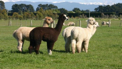 Petes Farm Stay B&B