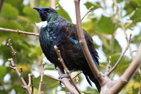 Stewart Island Lodge - Accommodation New Zealand 5