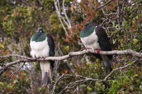Stewart Island Lodge - Accommodation New Zealand 6