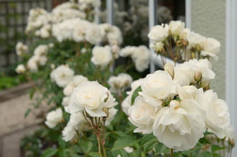 Finlay Banks Boutique Bed & Breakfast - Accommodation New Zealand 5