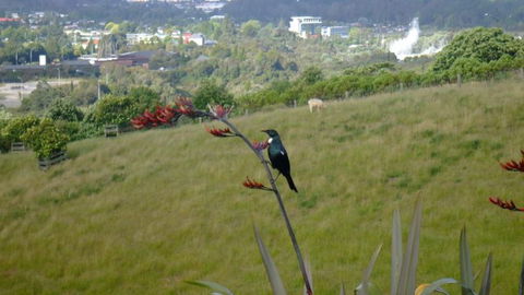 Serendipity Homestay - Accommodation New Zealand 3