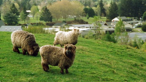 Serendipity Homestay - Accommodation New Zealand 6